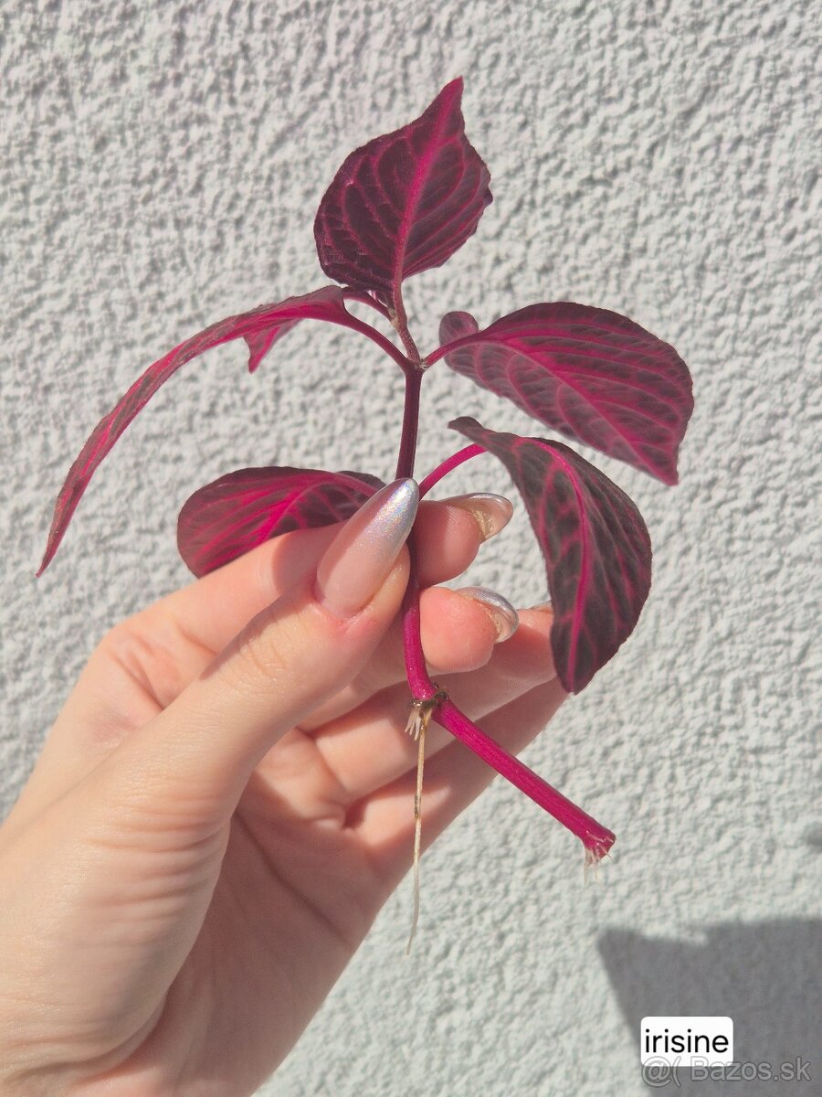 Predám izbové rastliny 2 - 2