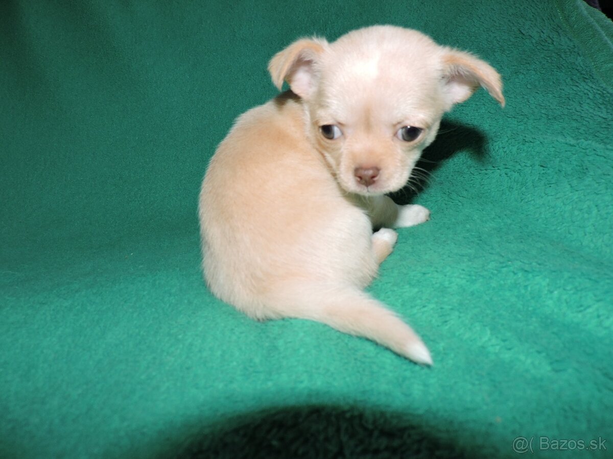 čivava krátkosrstá,fenky - 2