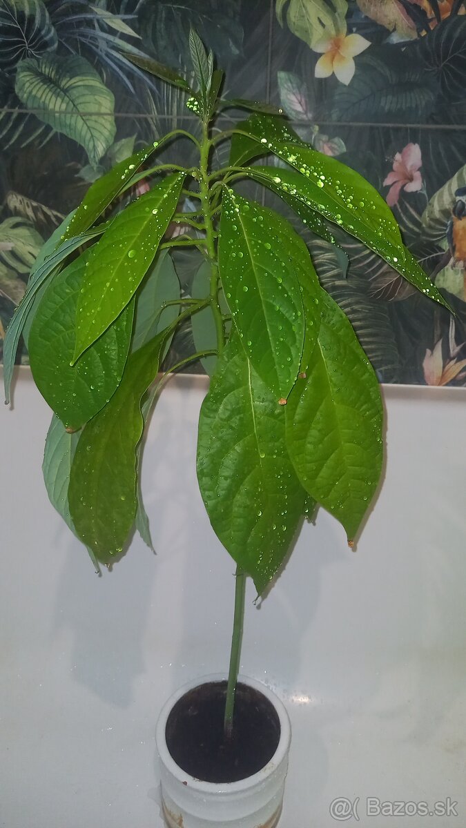 Avokado rastlina 70 cm - 2