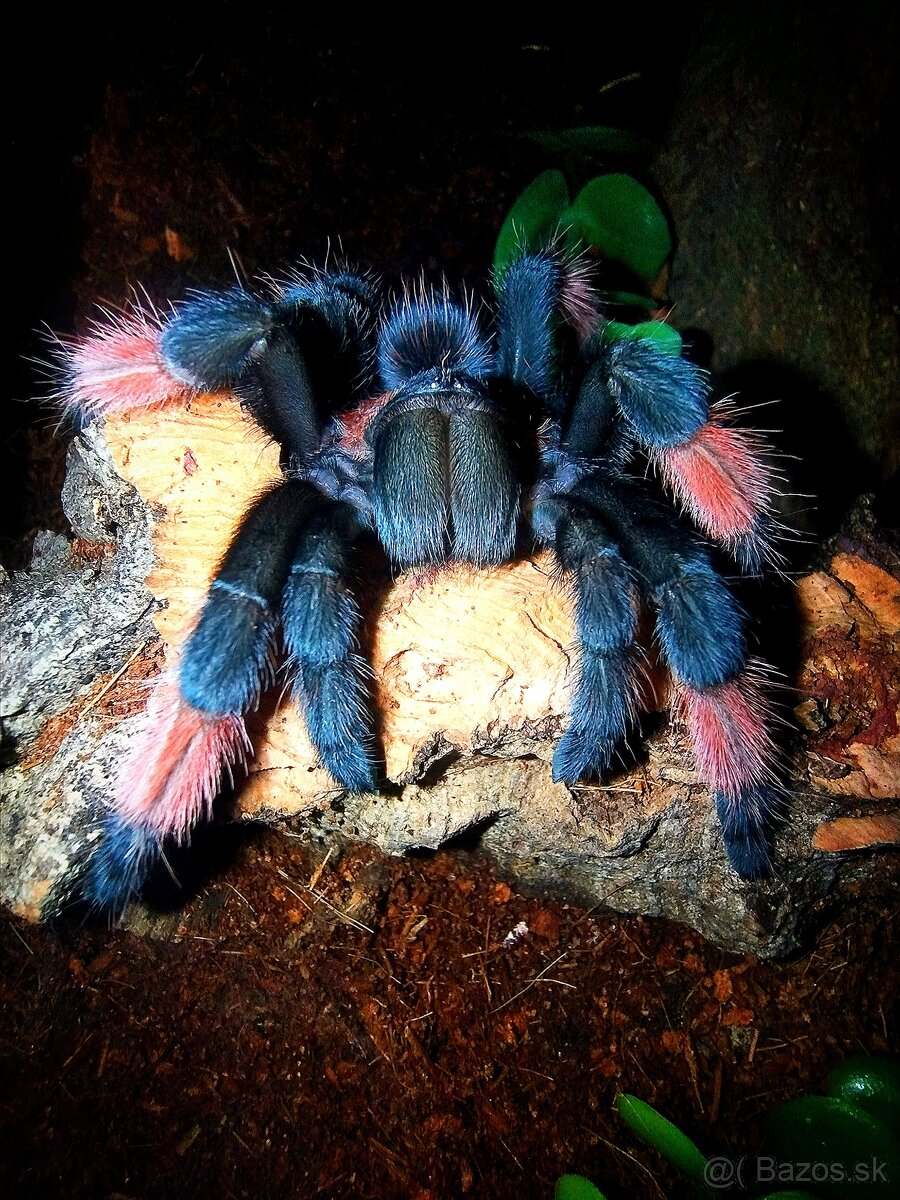 Pavúk, Vtáčkar , Tarantula , Emilia - 2