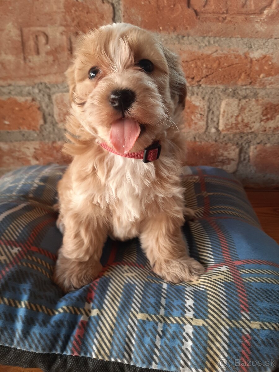 Maltipoo - 2