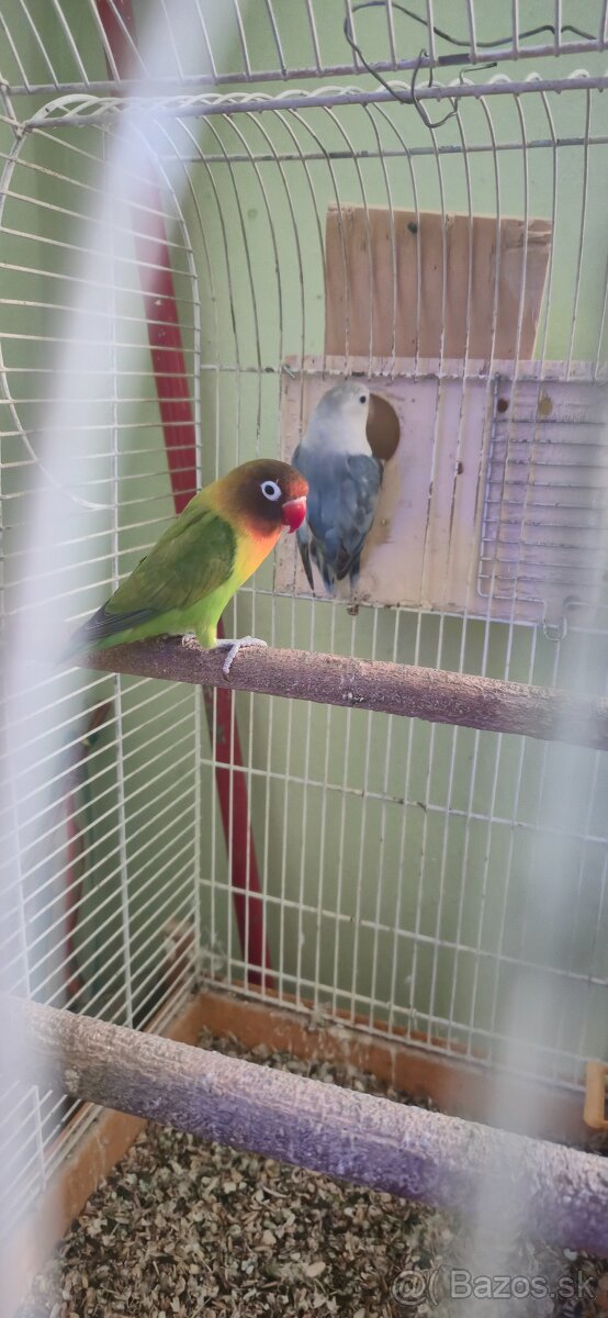 Agapornis fischeri pára. - 2