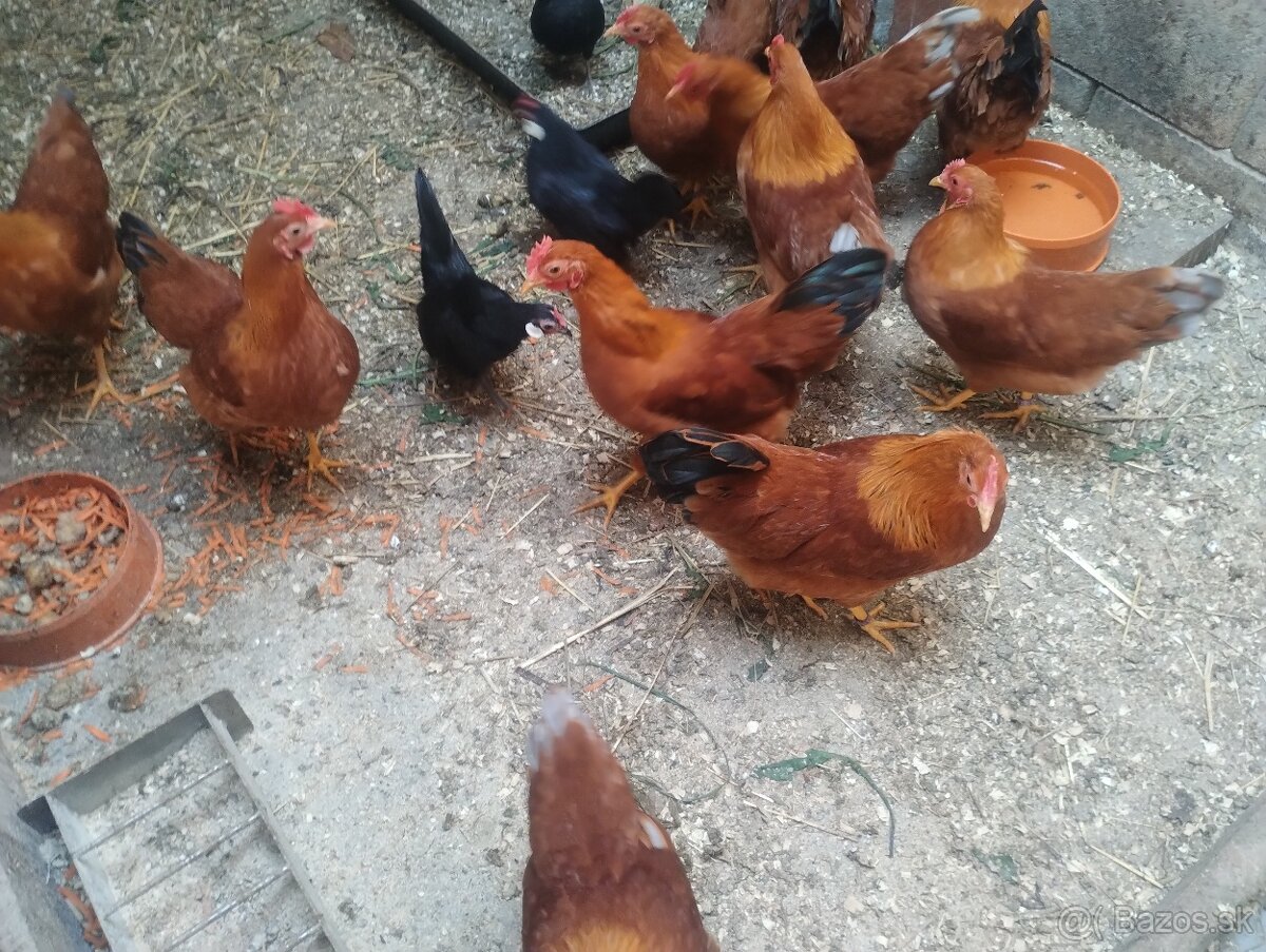 Zdrobnela Hempsirka - 2