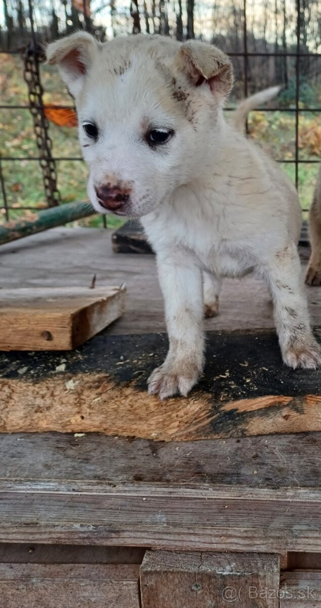 Darujem steniatka - 2