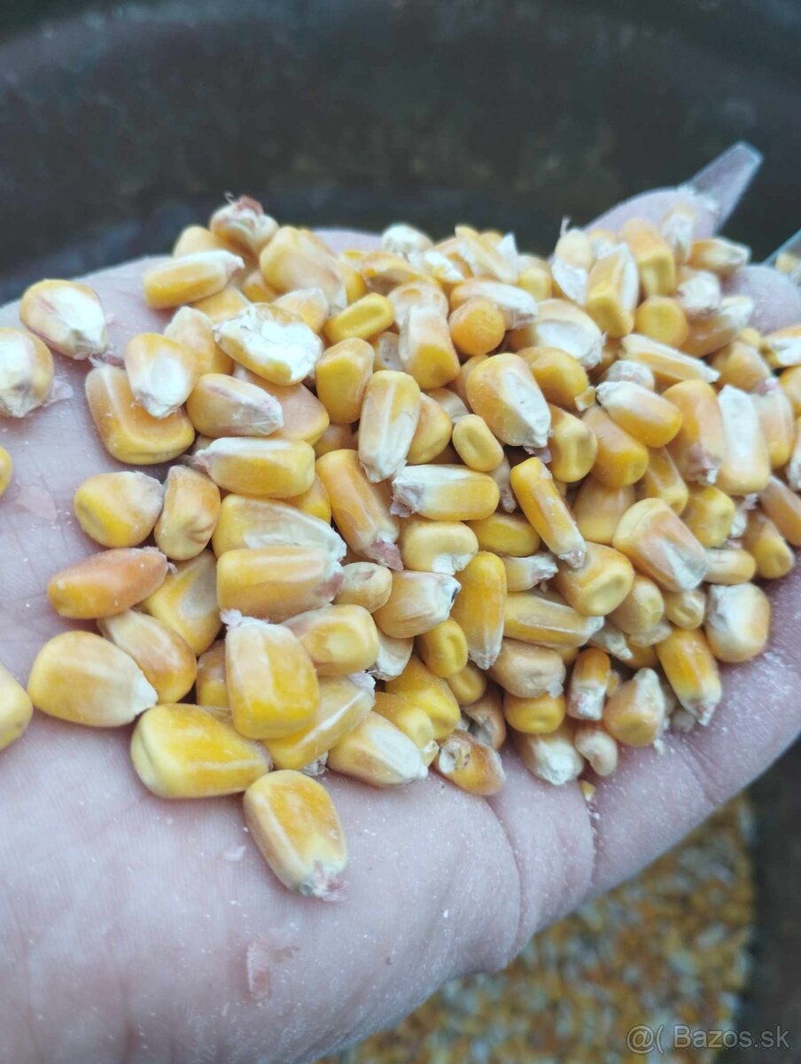 Kukurica - 2