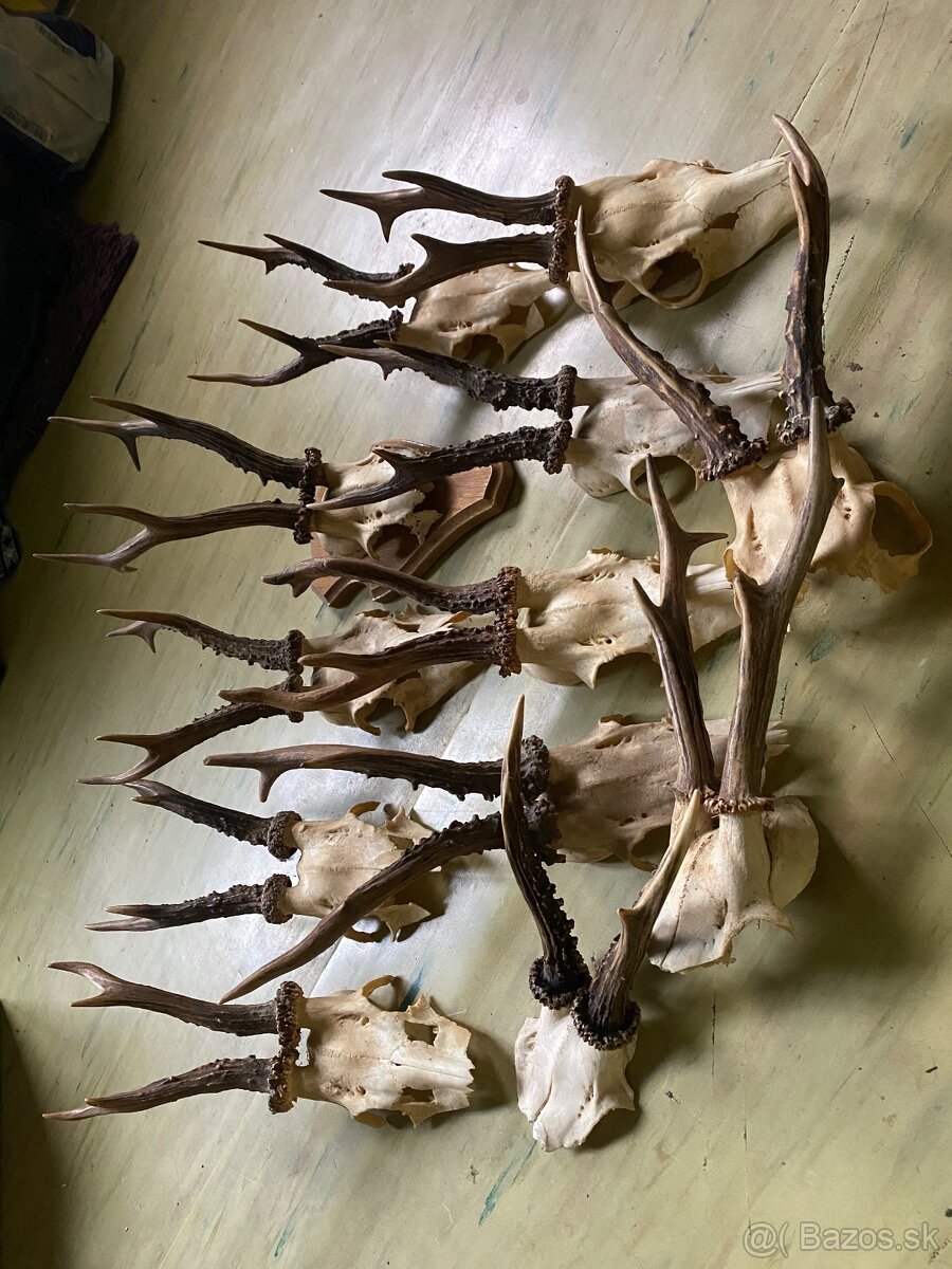 Srnčie trofeje zrezy - 2