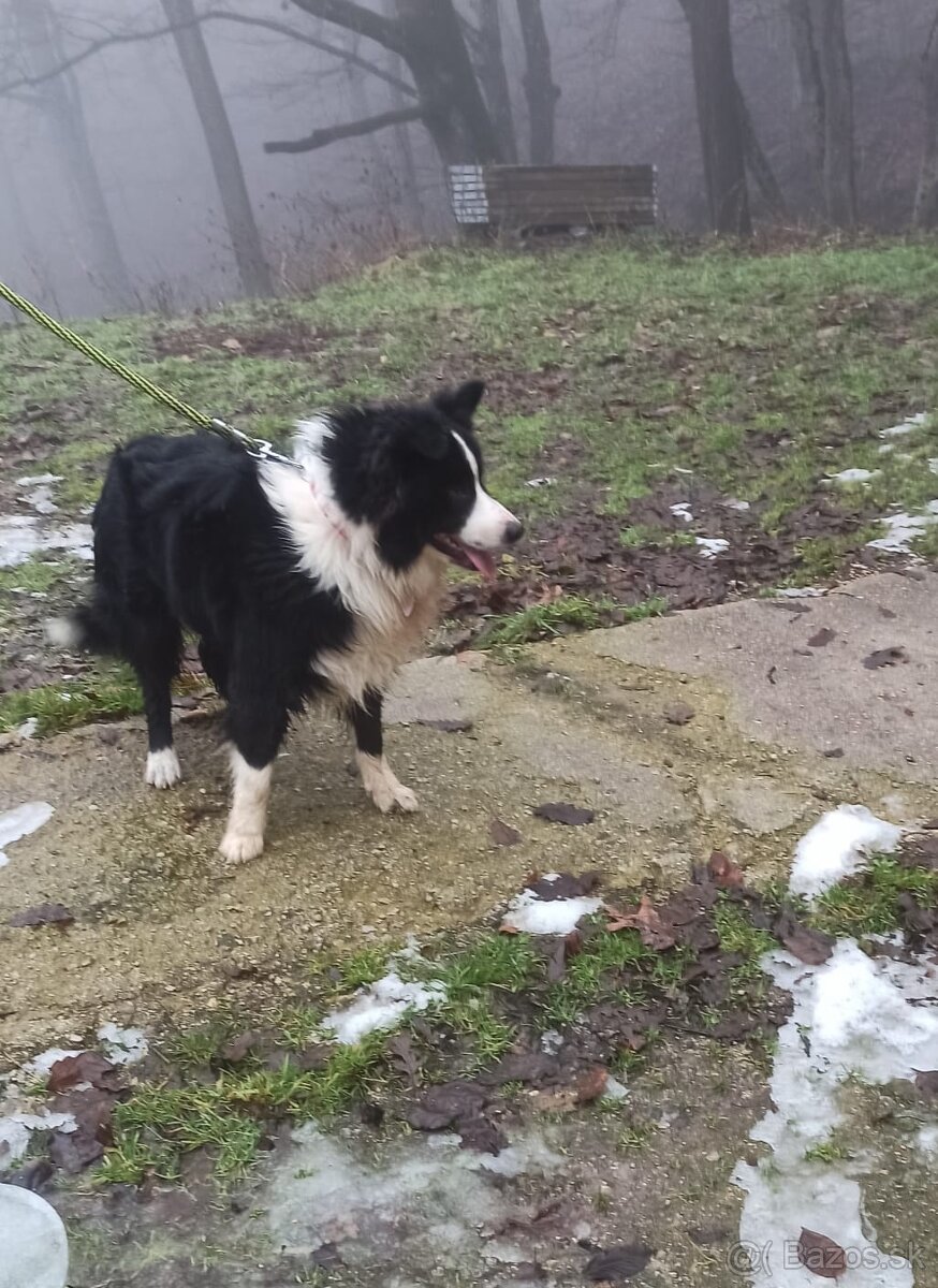 Darujem ročného psa Border Kolie - 2