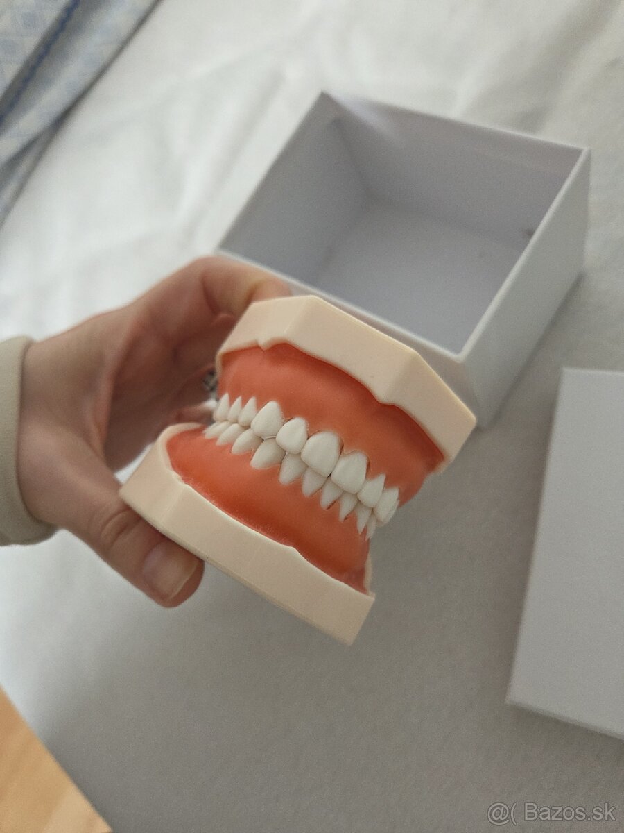 Model zubov na škrabanie - 2