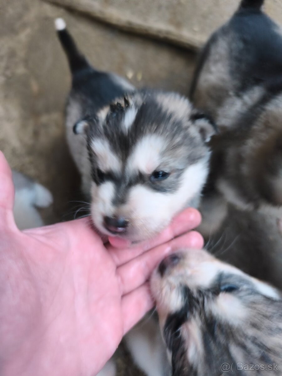 Šteniatka Aljašský malamut - 2