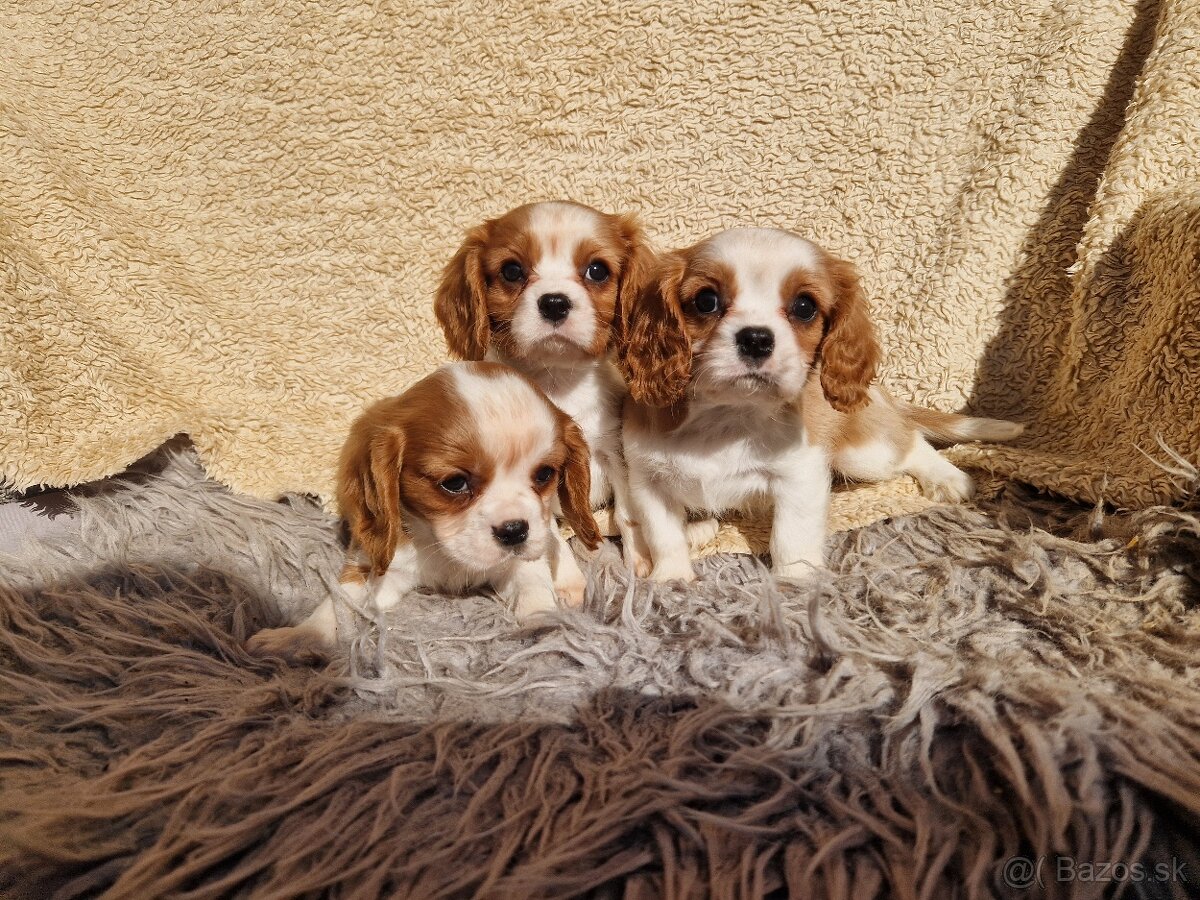 Cavalier, cavalier king charles spaniel - 2