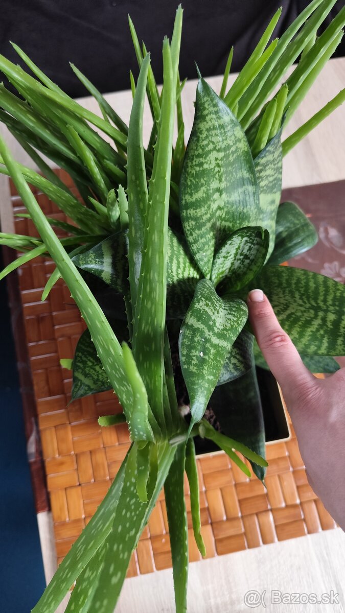 Sada aloe vera a svokrin jazyk - 2