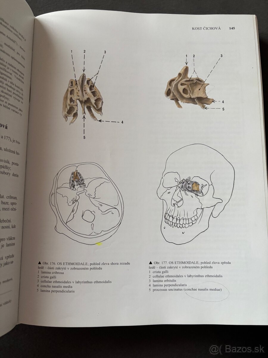 Anatomia Čihák 123 - 2