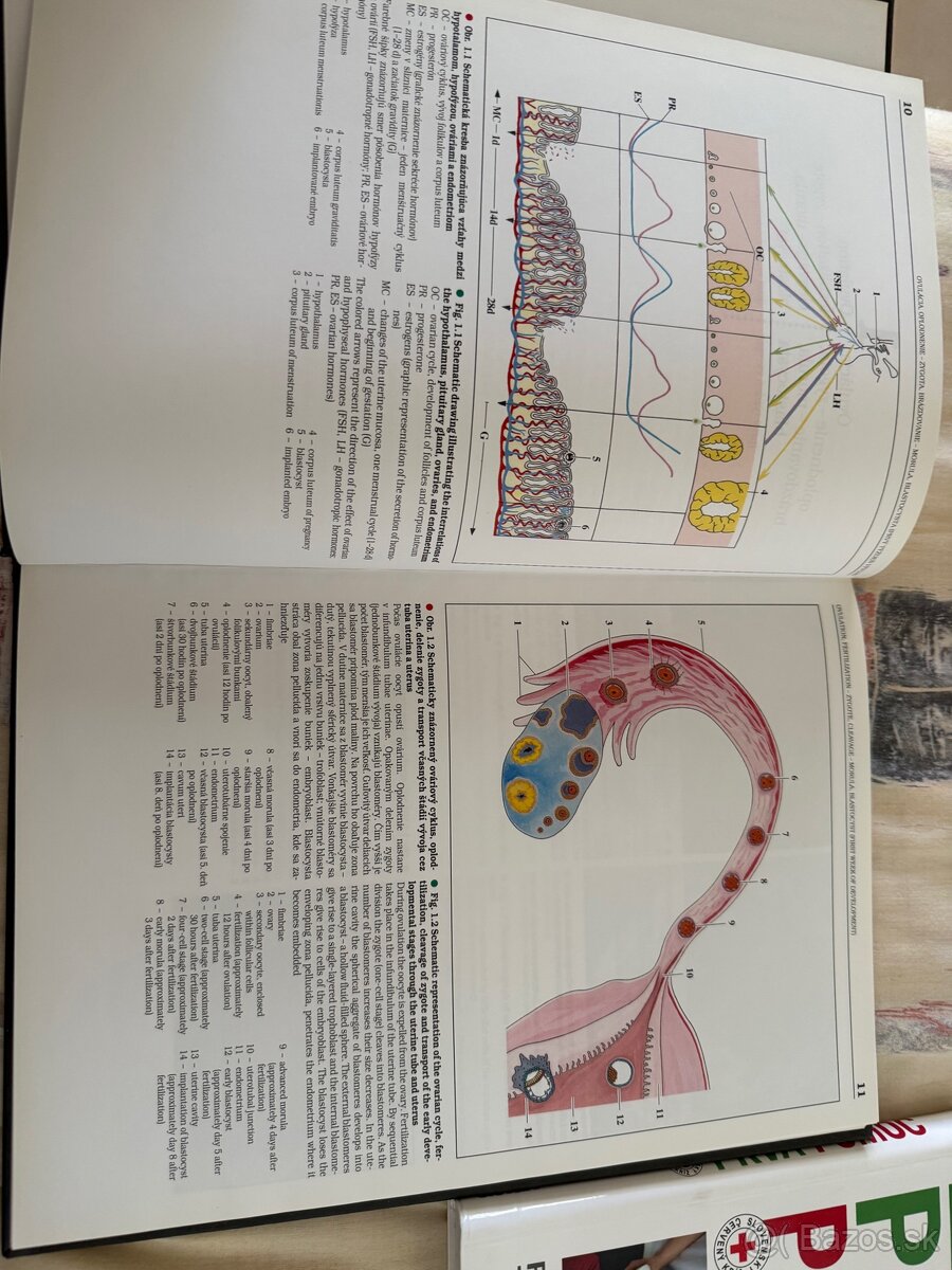 Embryologický atlas - Karol Kapeller - 2