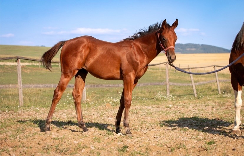 Hřebec Paint Horse s PP - 2