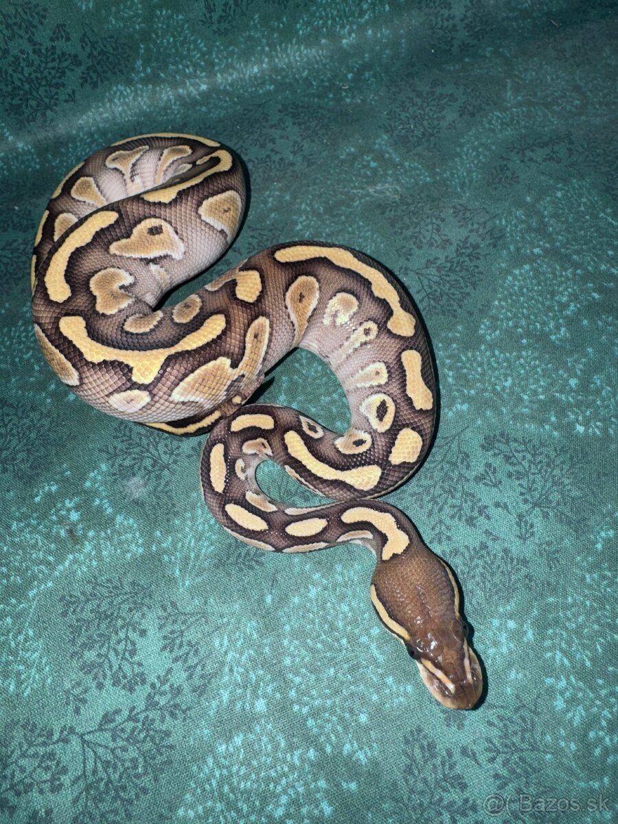 Python regius-krajta kráľovská - 2