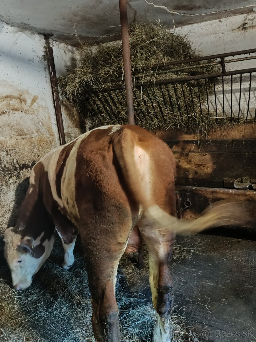 Predám ss byka - 2