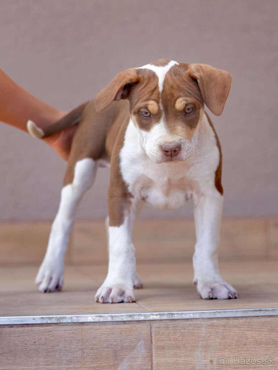 American bully xl - 2