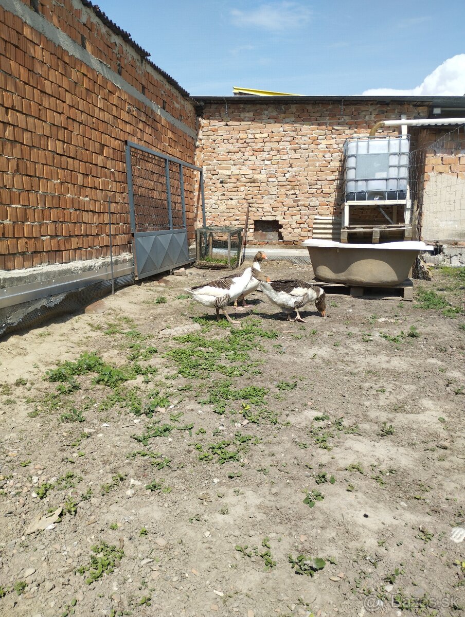 Predám husy - 2