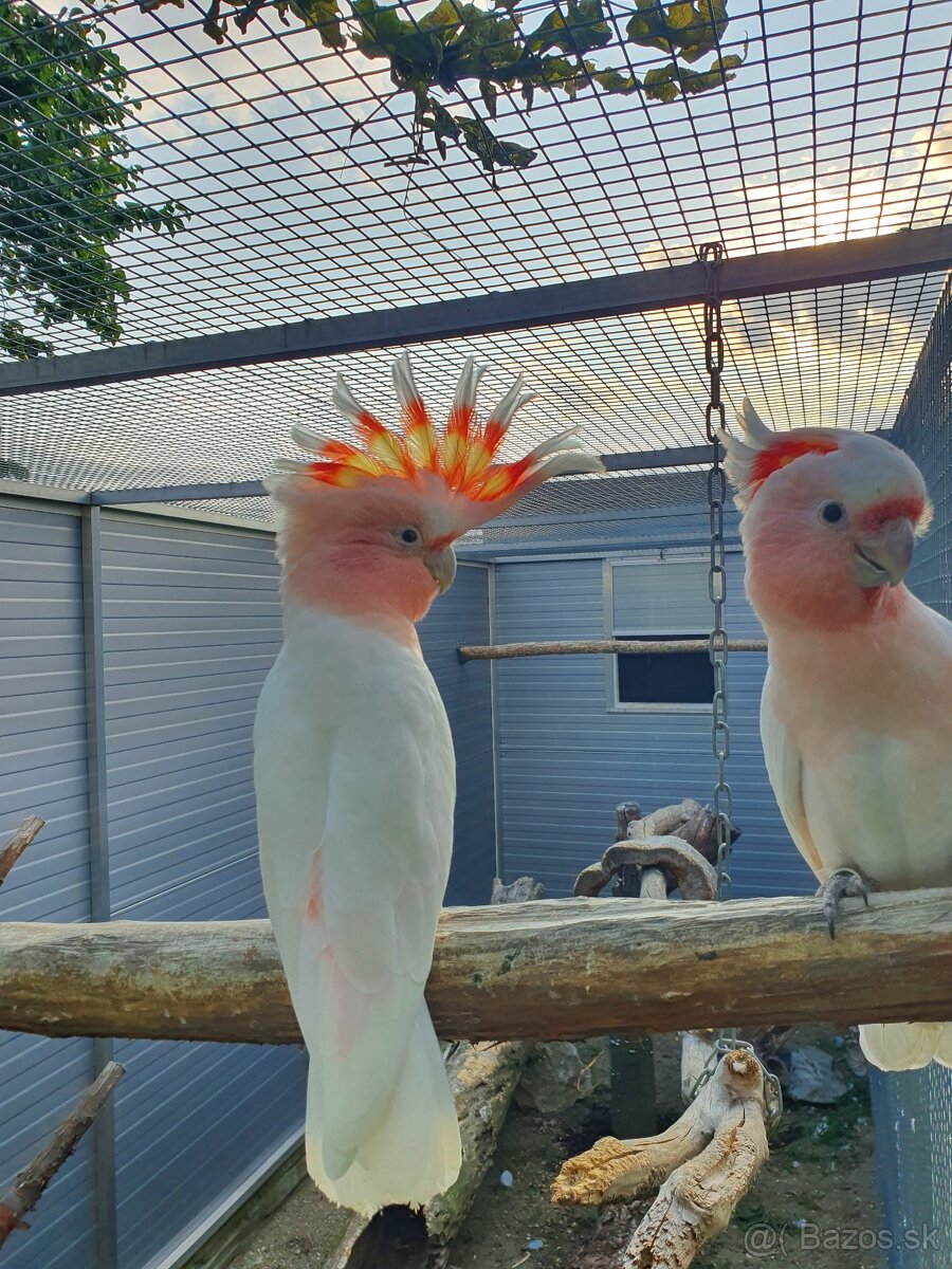 Inka,ruzovy lutino, horsky - 2