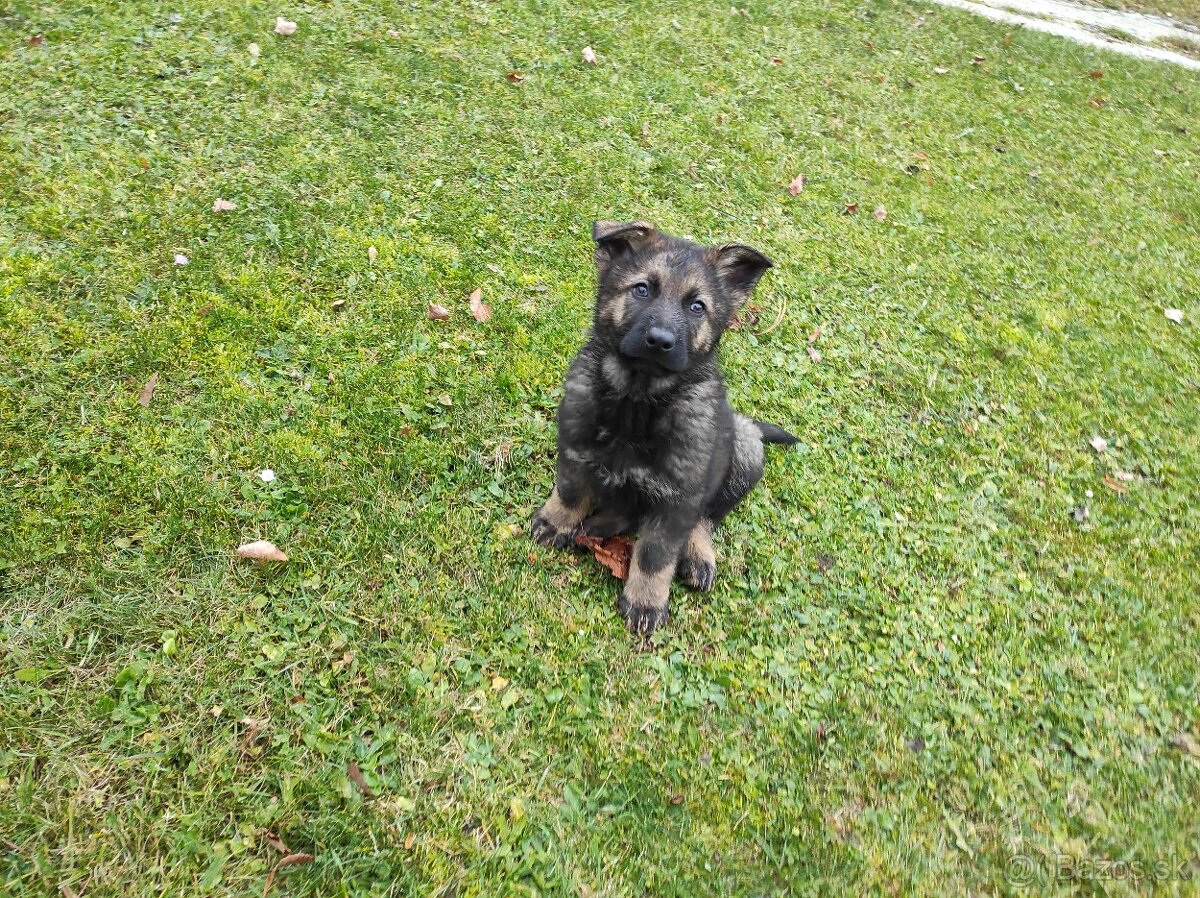 Nemecký ovčiak - 2