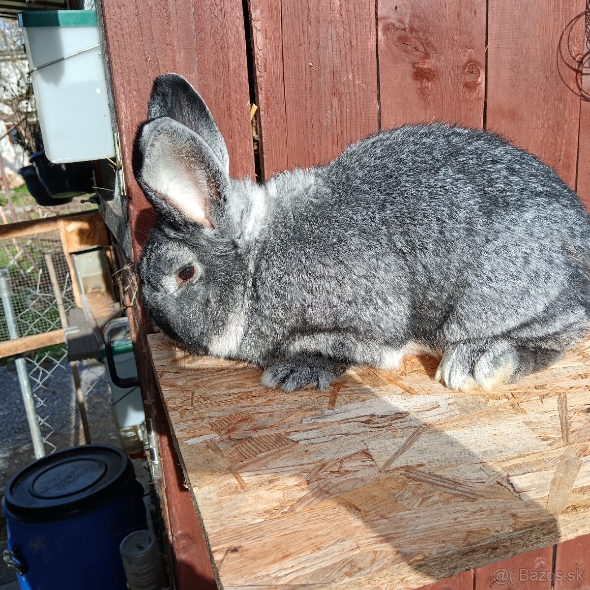 Činčila veľká - 2