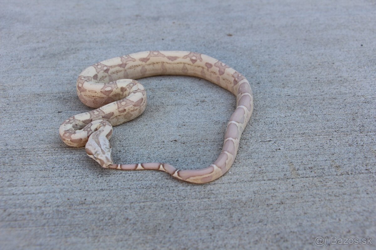 Veľhad kráľovský, Boa constrictor - 2