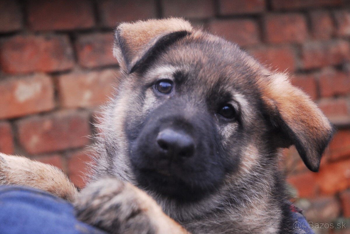 Nemecký ovčiak s PP - 2