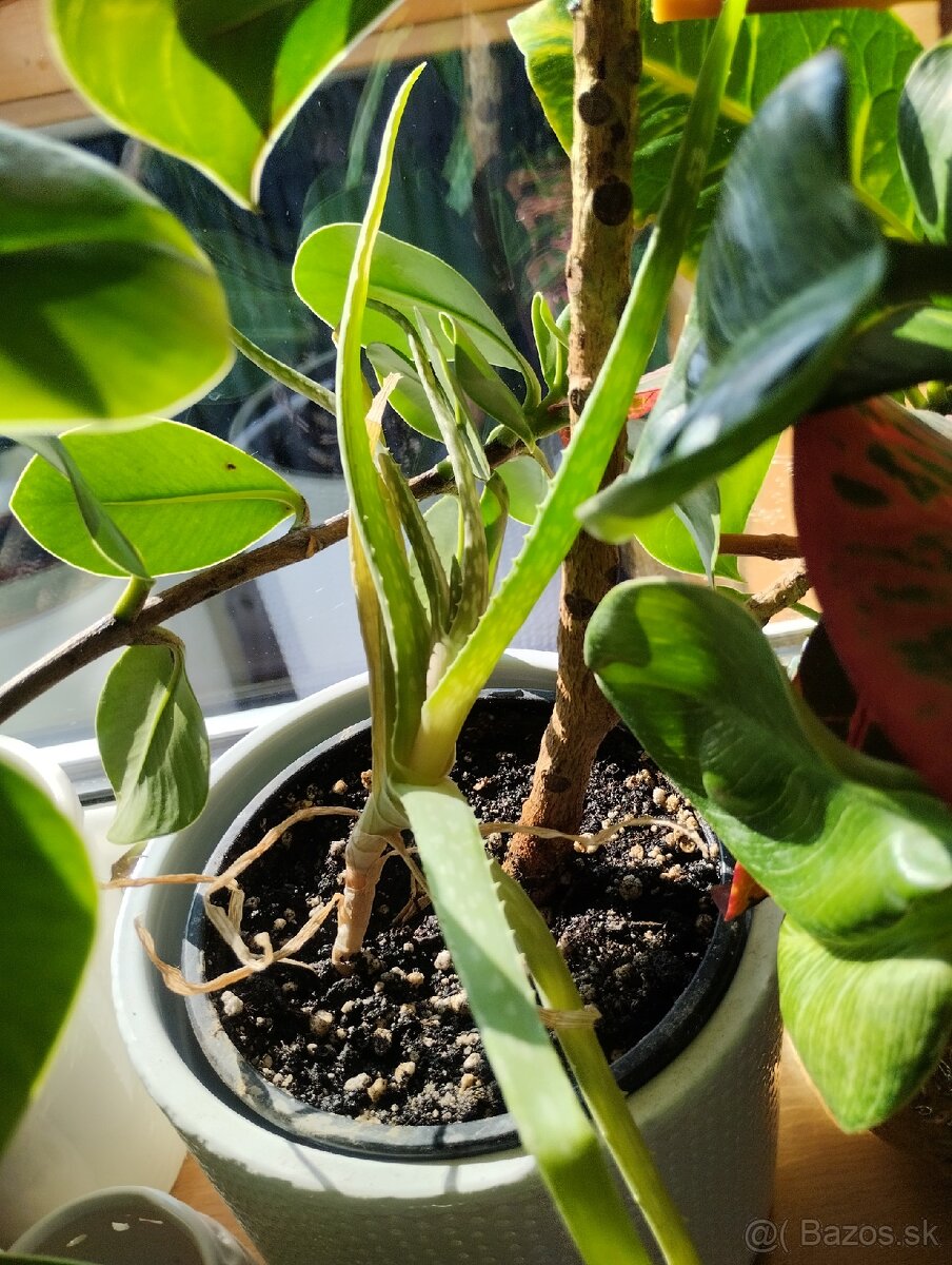 Darujem kombuchu a aloe - 2