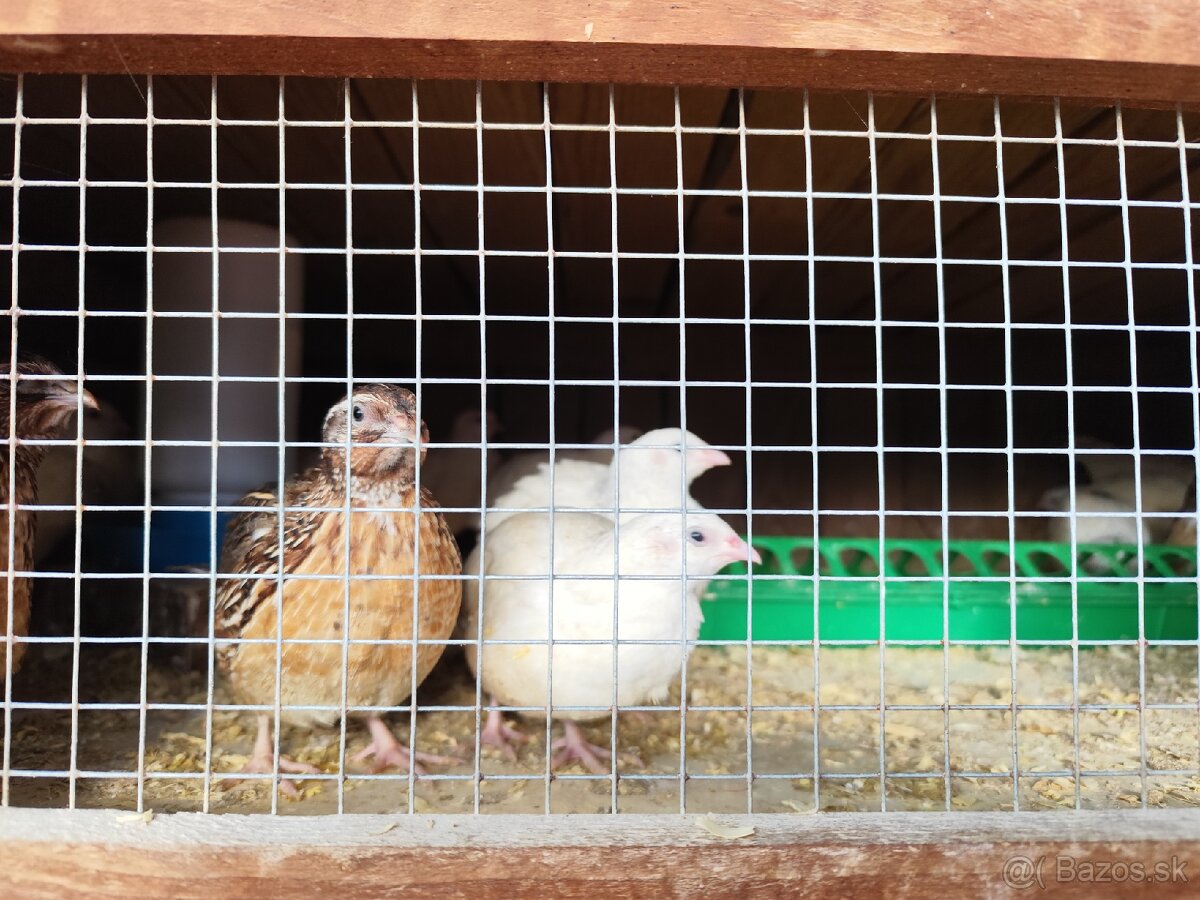 Texas prepelice kohuti - 2