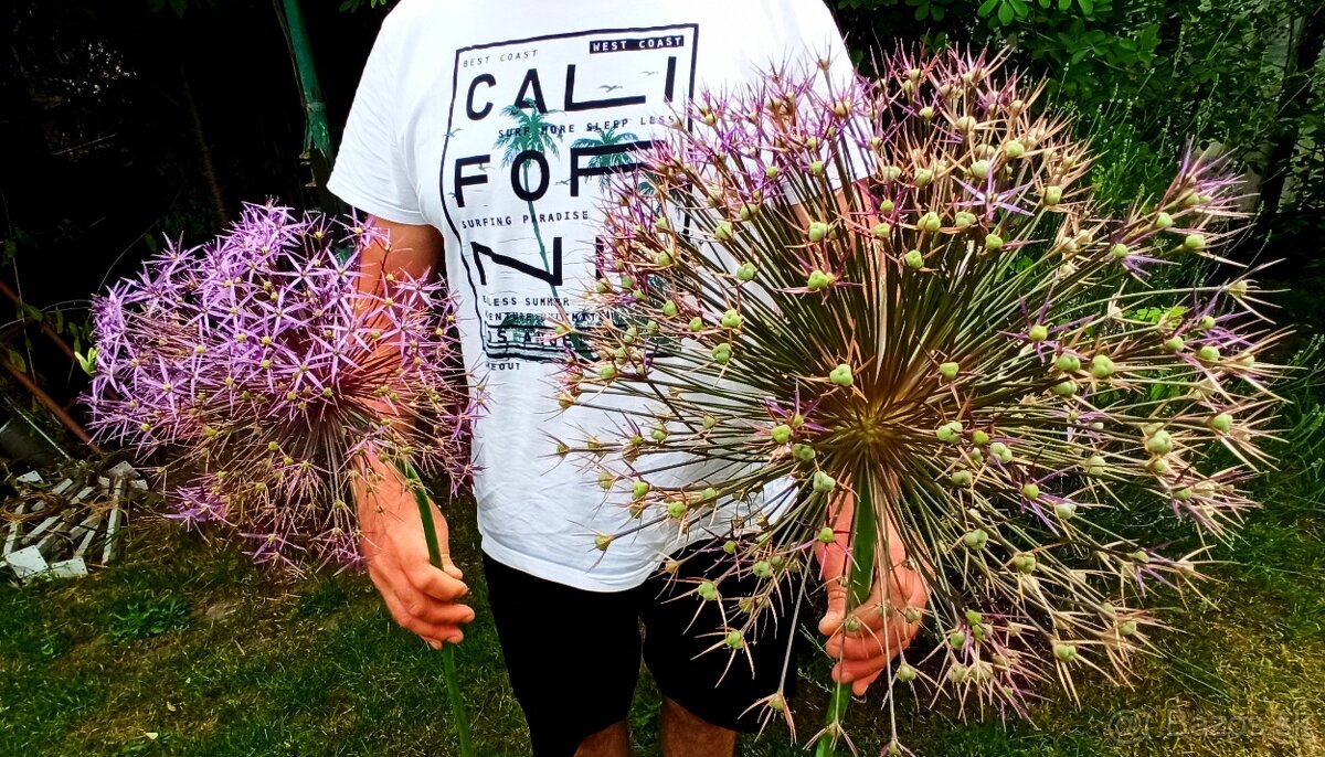 Okrasný cesnak Christophii - kvet veľký ako futbal. lopta - 2