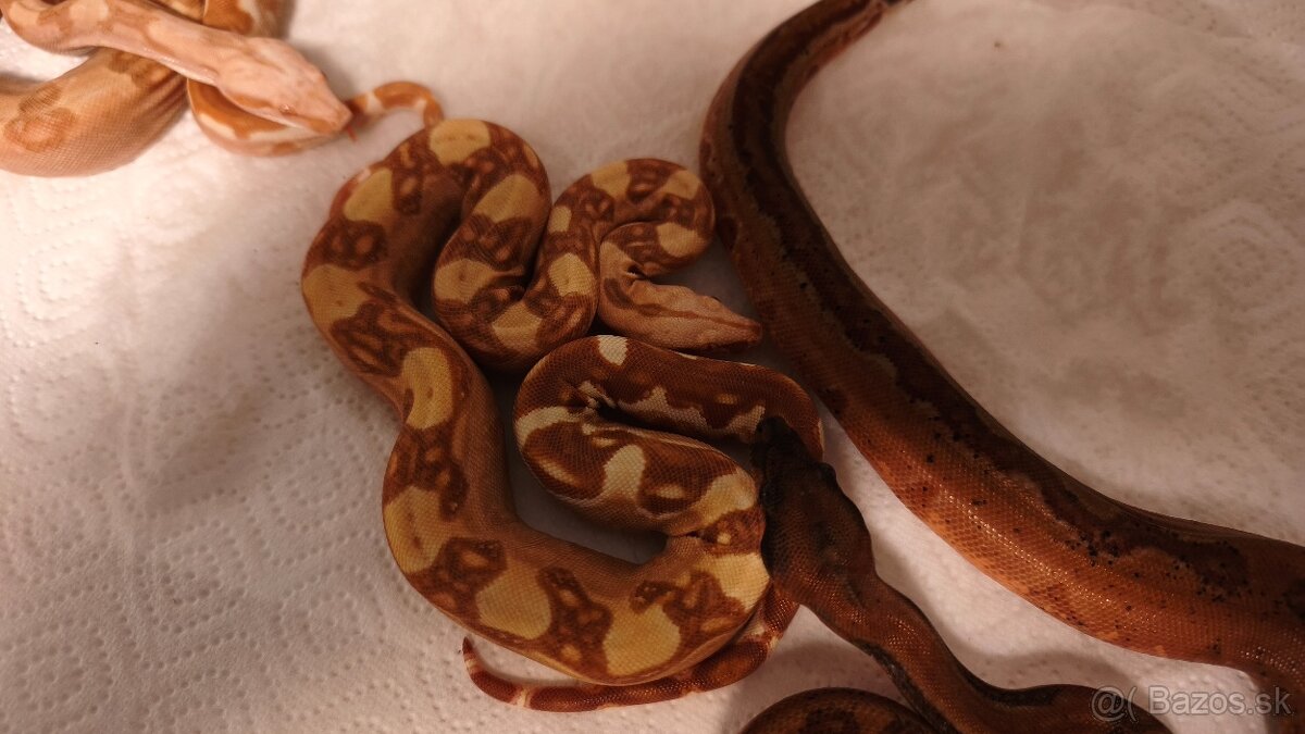 Velhad kralovsky - 2