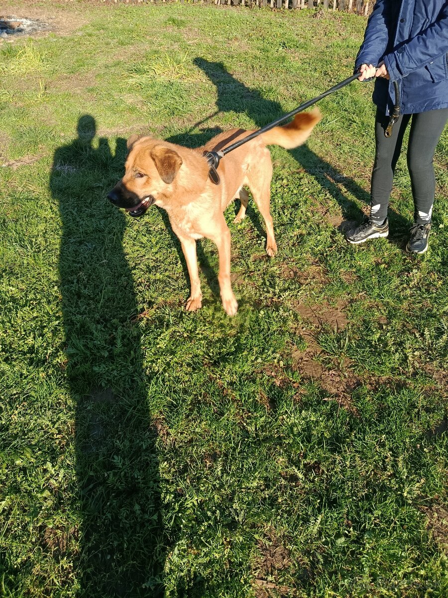 Nemecko-Belgicky ovčiak - 2