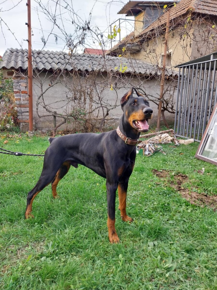 Doberman na krytie - 2