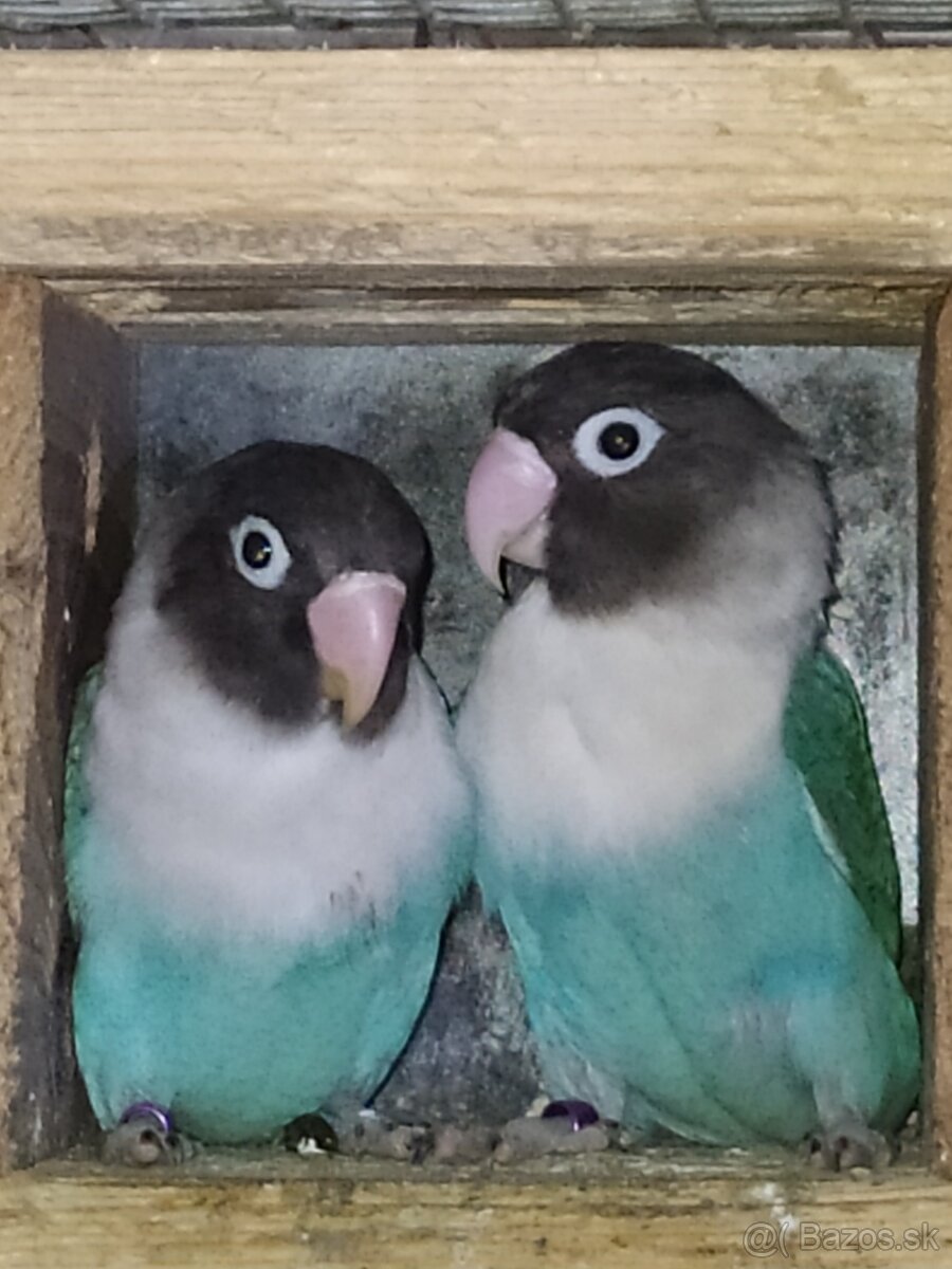 Agapornis škraboškovy - 2