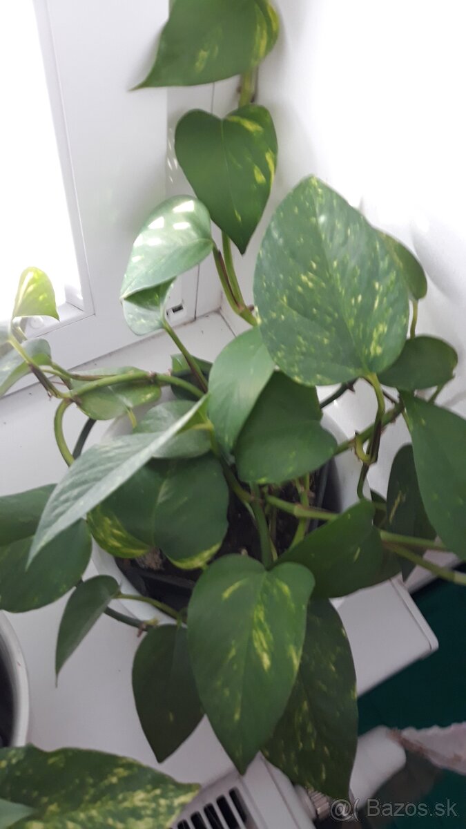 Predam izbové kvety 3e za kus - 2