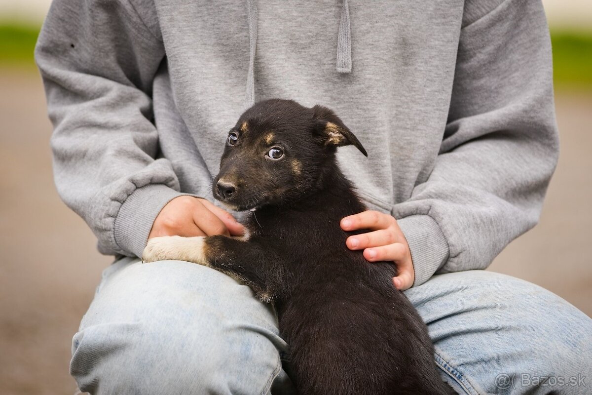 Darujem originálne šteniatka - mix husky / vlčiak / jazvečík - 2