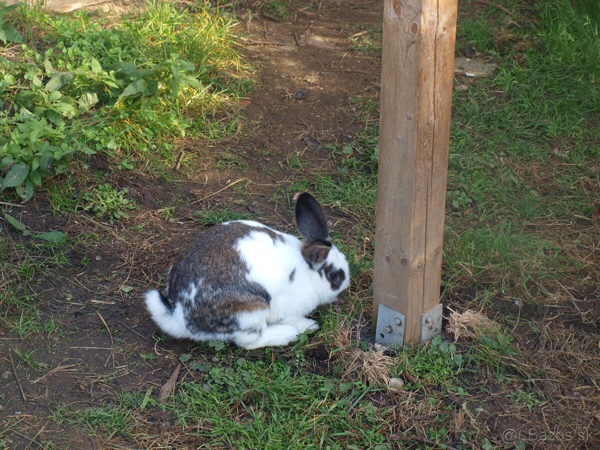 zajace z voľného výbehu a voliéry- ideálne na chov - 2