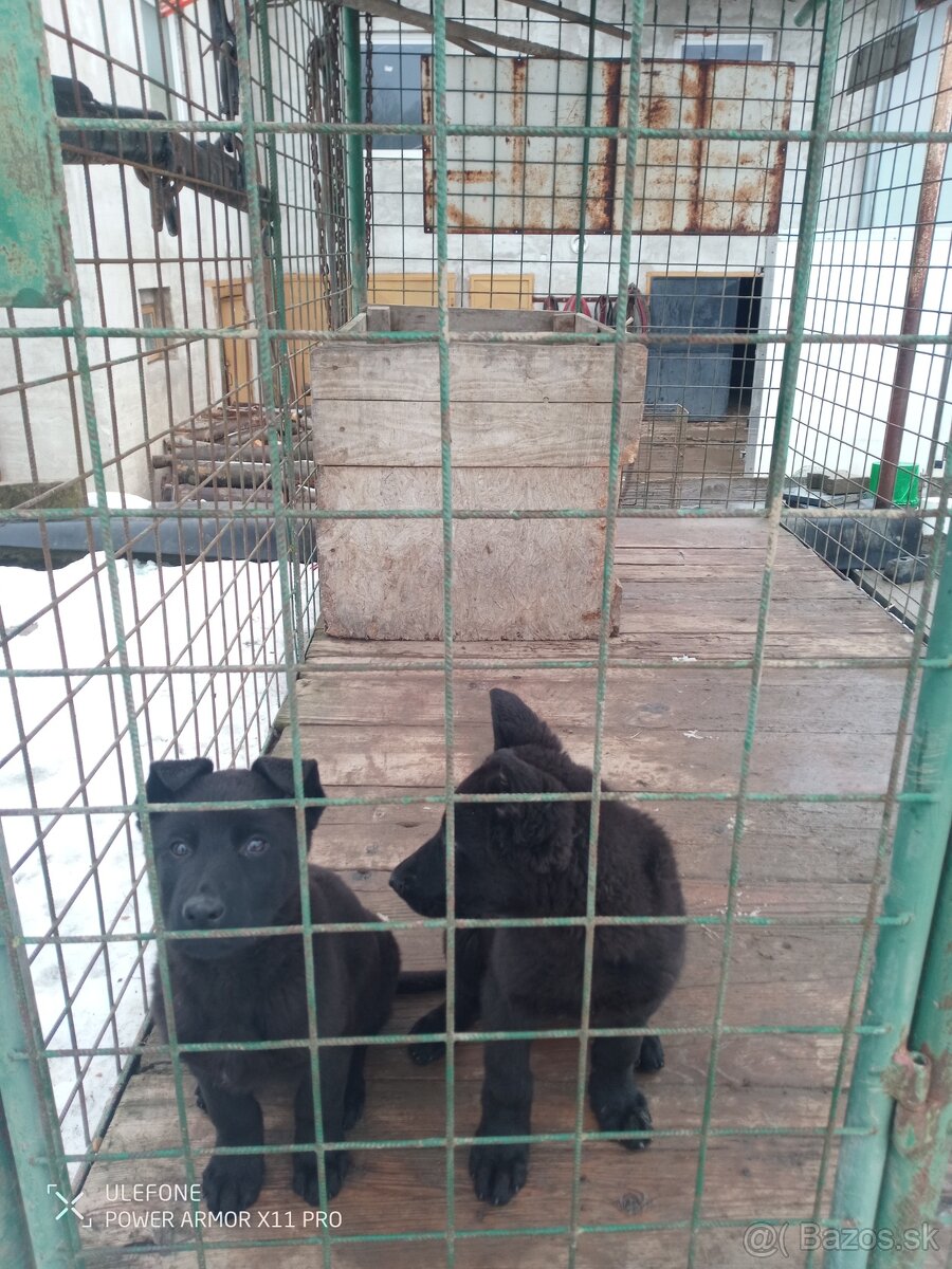 Nemecký ovčiak - 2