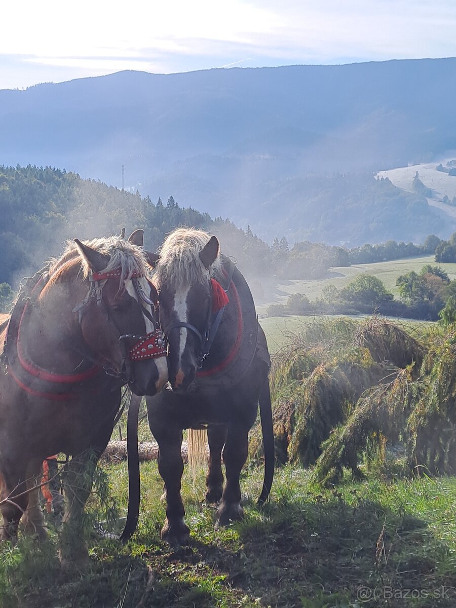 Predám ťažné kone - 2