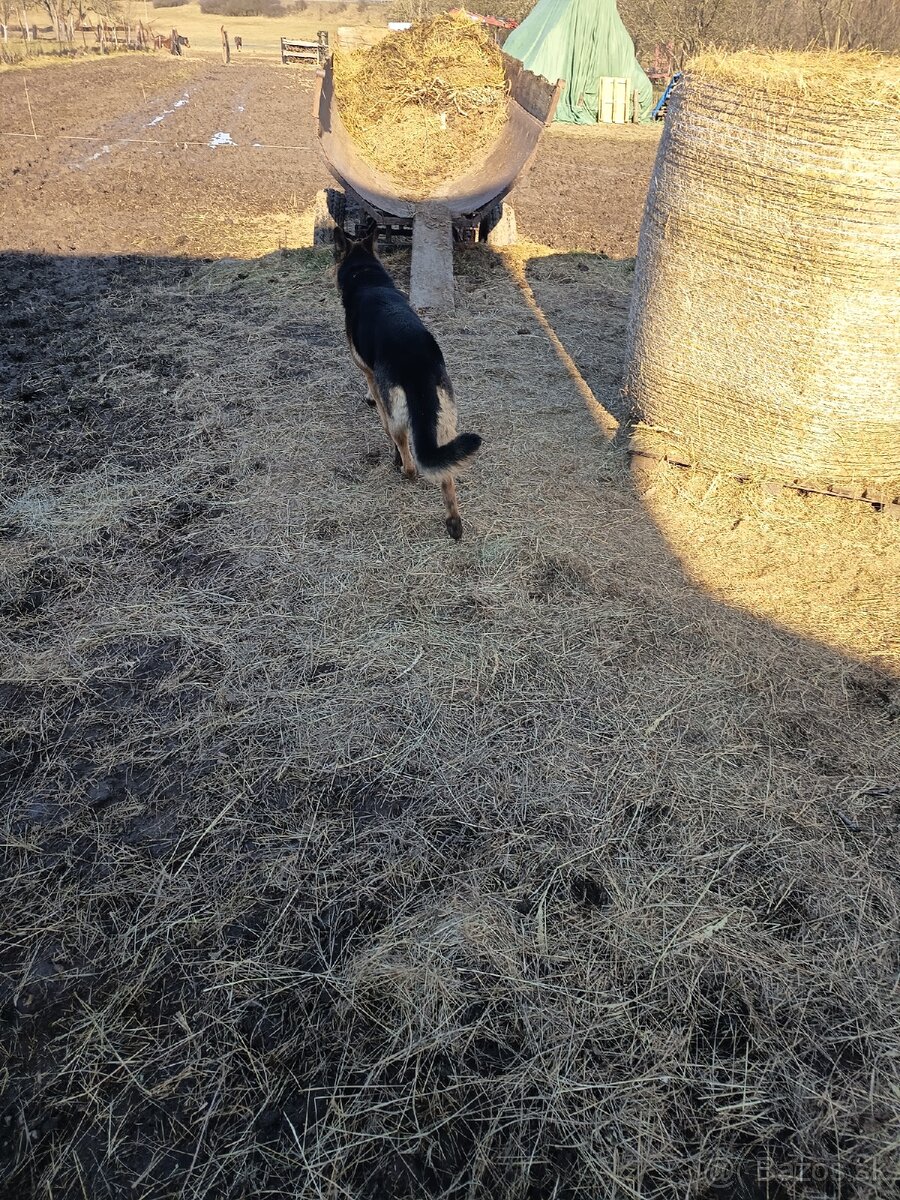 Predám nemecký ovčiak - 2