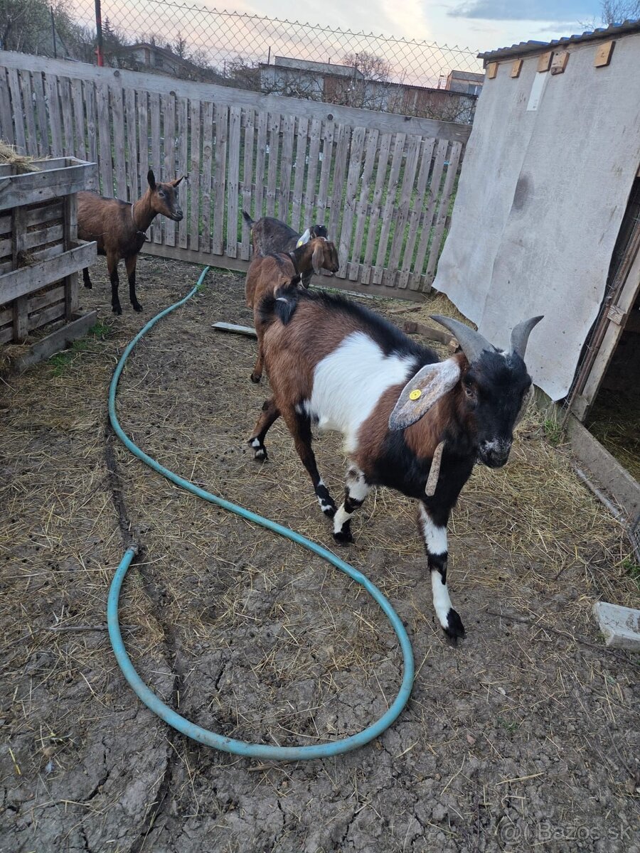 anglonubijsky cap - 2