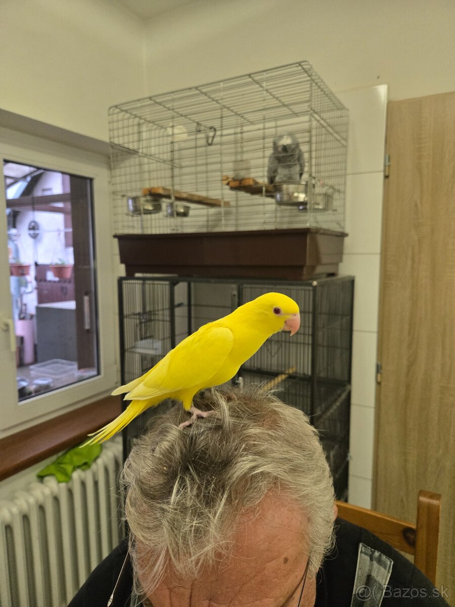 Predám alexander malý - 2