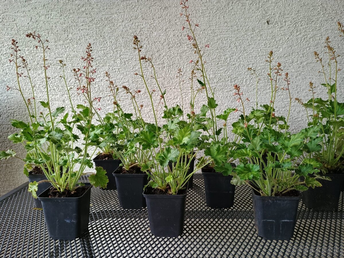Heuchera - 2