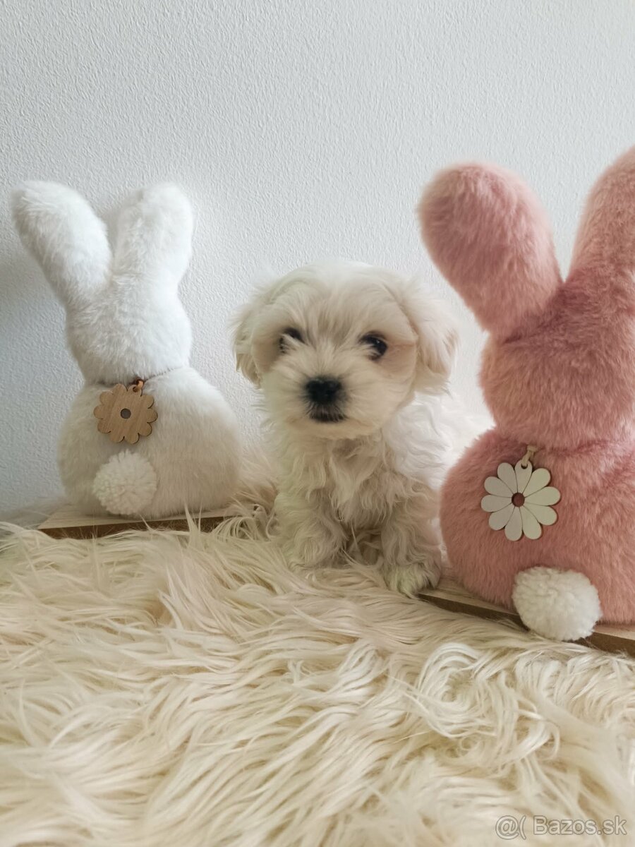 Maltezak,mini maltezak - 2
