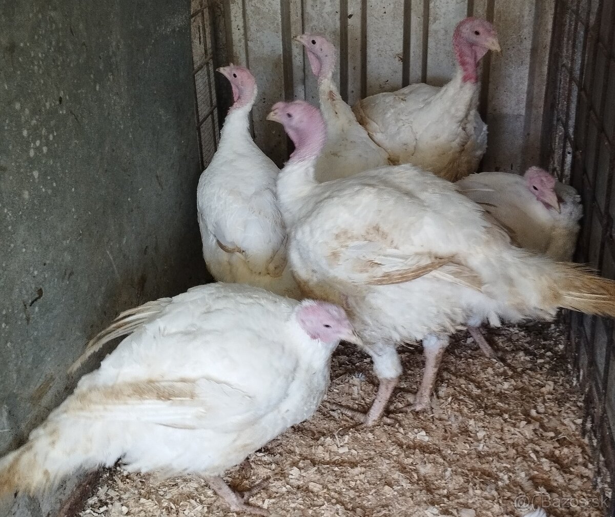 Brojlerové morky - 2