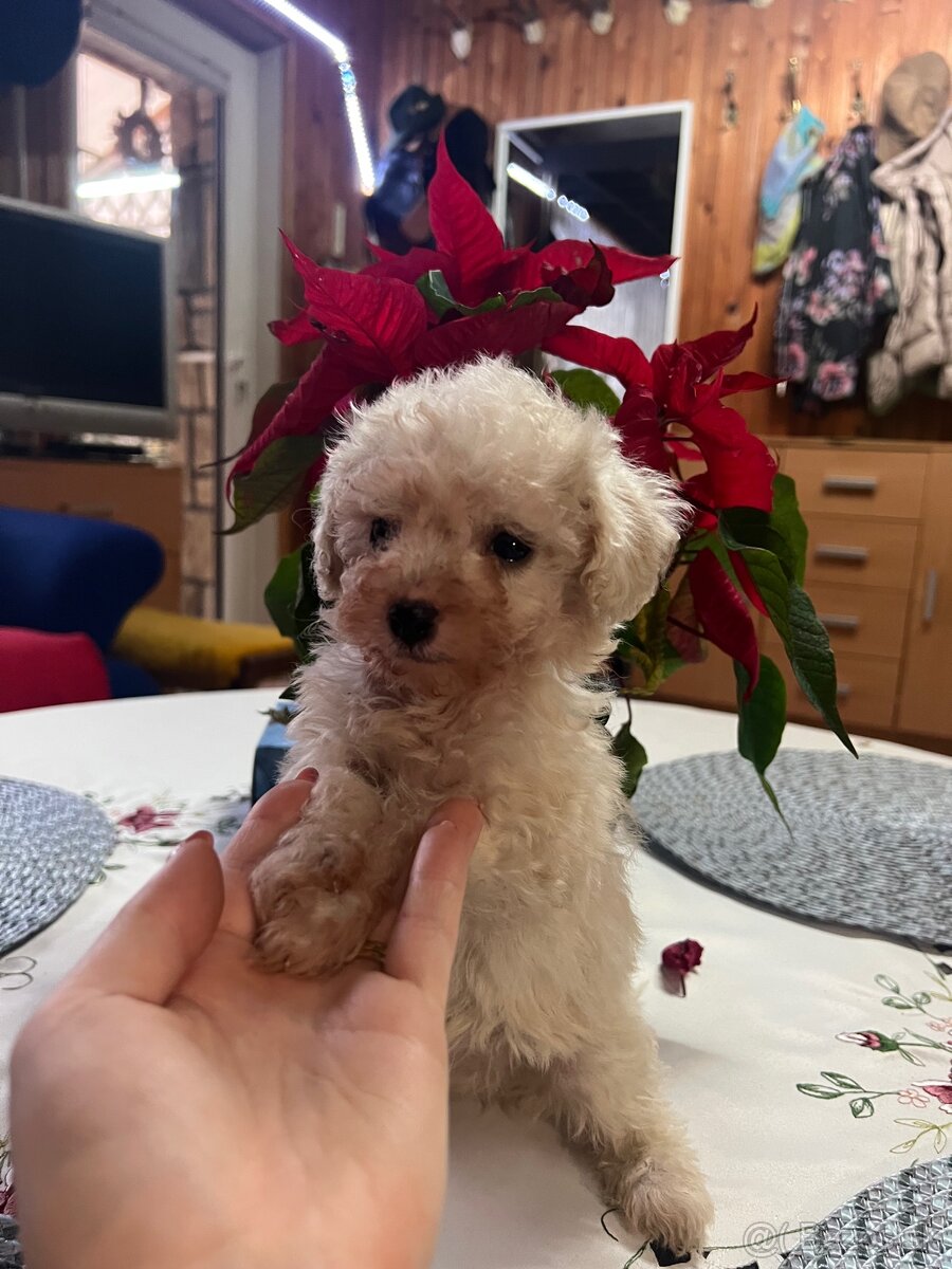 Trpasličí pudel - 2