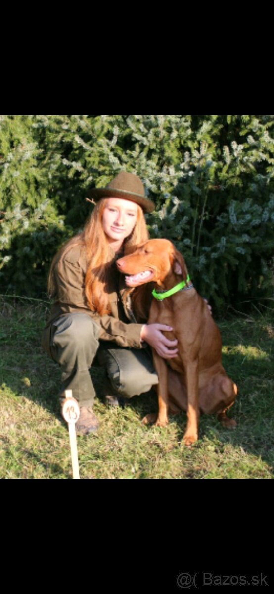 Maďarská vyžla na krytie - 2