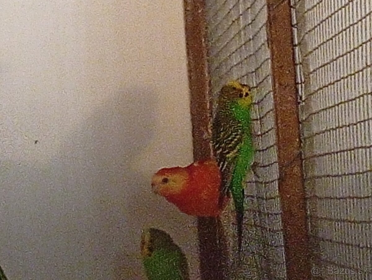 Papagáj spevavý - 2