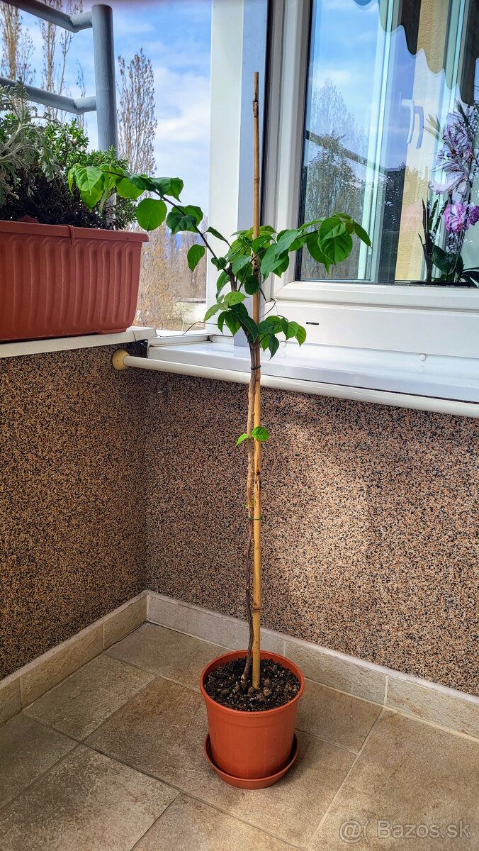 Bugenvilea (Bougainvillea) červená - 2