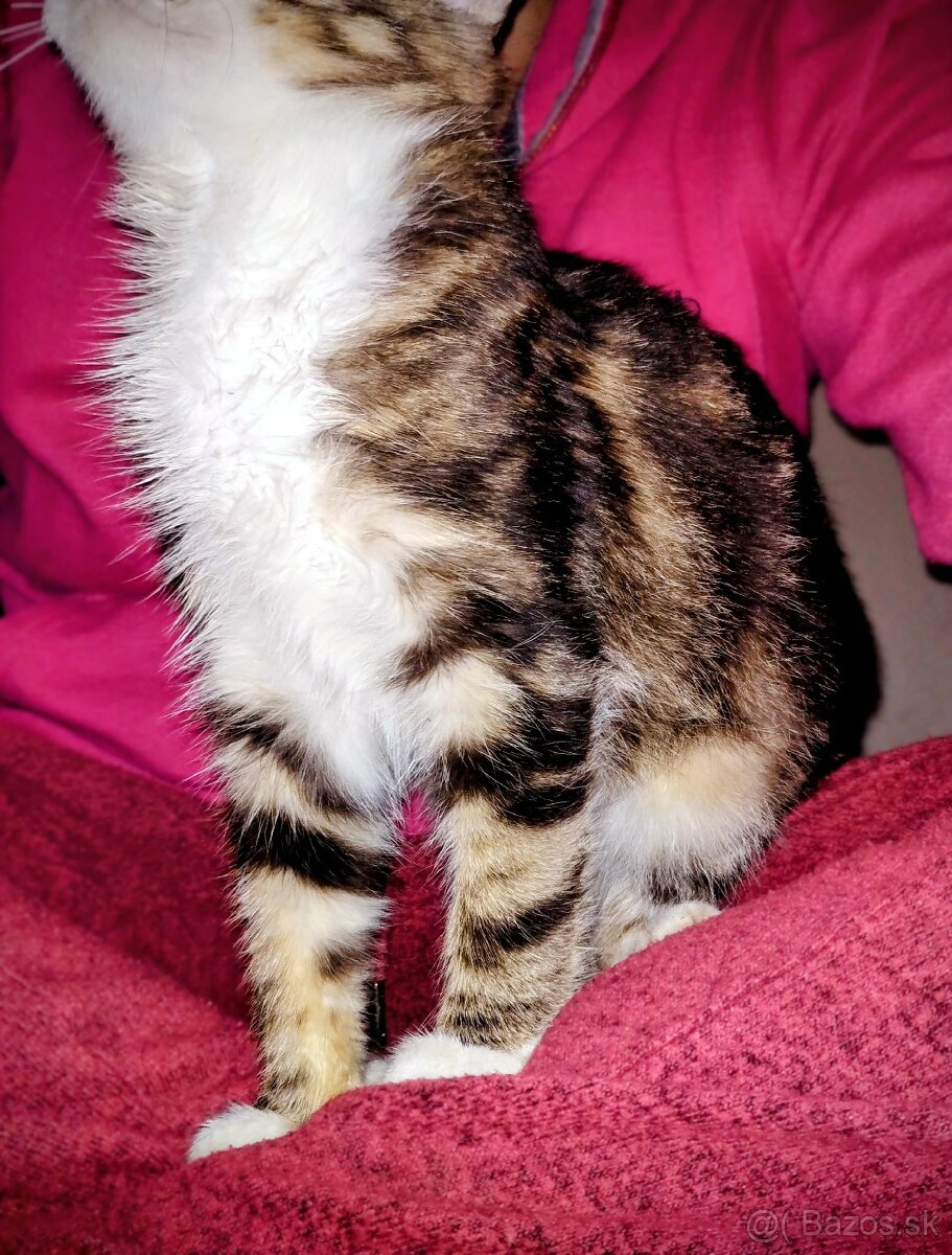 Darujem maciatko kocurik - 2